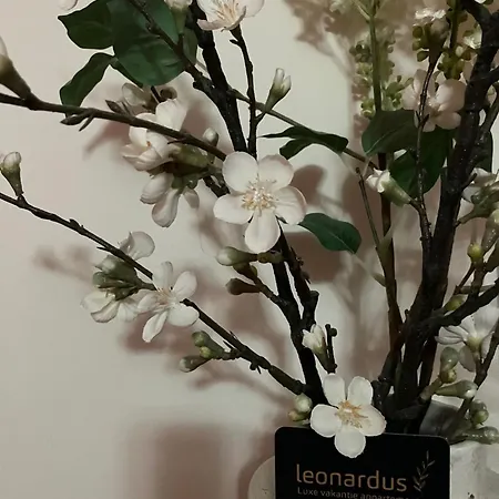Leonardus